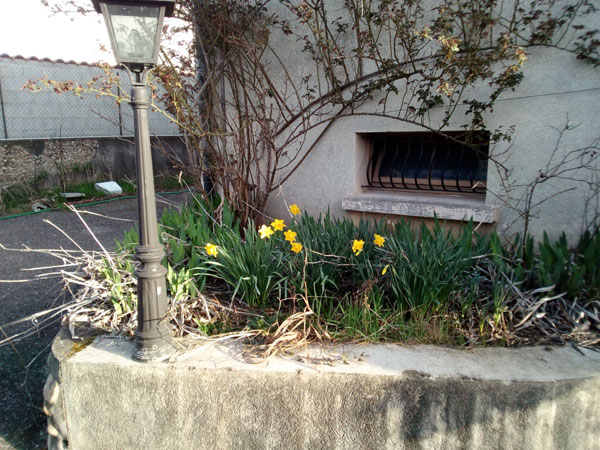 jonquilles dans massif nord
